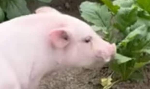 マイクロブタを“野菜いっぱいの畑”に連れて行ったら……「想像と違う」まさかの事態に「意外すぎ」「笑ってしまいました」