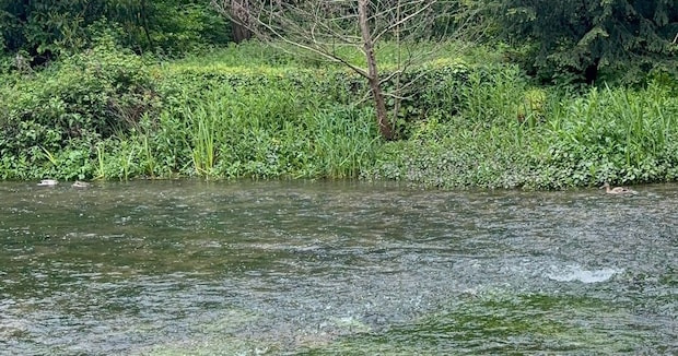 川辺に遊びに行ってみたら……　一列に並ぶ“まさかの生き物”に「初めて見ました」「おとぎ話の世界っ」
