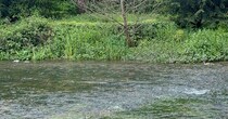 川辺に遊びに行ってみたら……　一列に並ぶ“まさかの生き物”に「初めて見ました」「おとぎ話の世界っ」