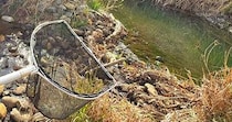 川のほとりの“怪しい水たまり”に網を入れたら……　とんでもない光景に「こんなにもいるとは」「繁殖力やべぇ」