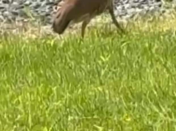 妻「庭に見たことないのいる！」→突然現れたのは……　目を疑う光景に「うそ！？！？」「動物園でしか見た事ない」