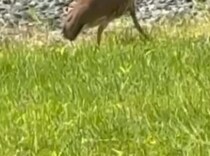 妻「庭に見たことないのいる！」→突然現れたのは……　目を疑う光景に「うそ！？！？」「動物園でしか見た事ない」