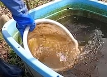 【動画】白い金魚の姿