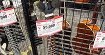 ハードオフに5万5000円で売られていたギター→よく見ると……　ノリが良すぎる“おもしろPOP”が250万表示　「書いた人絶対50代以上w」