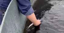 大きなチョウザメが泳ぐ水槽で……「心臓に悪いww」　“迫力満点のエサやり”が280万表示　「絵面が軽くホラー」「二度見した」