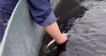 【画像】エサに食いつくチョウザメ