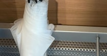 傘を絶対に盗まれたくない女性→「すごいライフハック見つけた！」　まさかの光景に「この傘は触りたくない」「特許取れるレベル」