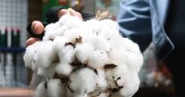 生花店で見つけた綿花の塊→針をブスブス刺していくと……「みっちみちでかわいい」まさかの完成品に驚きの声