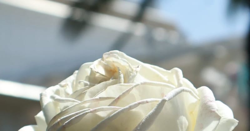 ディズニーの“白いバラ”よく見ると……「え、すごくね!?」まさかの“隠れミッキー”に「すごい難易度の発見者が……」