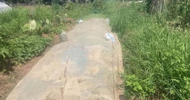 雑草の上にビニールシートを敷いたら→たった4時間で…… 目を疑う光景に「シートすごい!!」「草刈り頑張ってましたがヤメまーす」