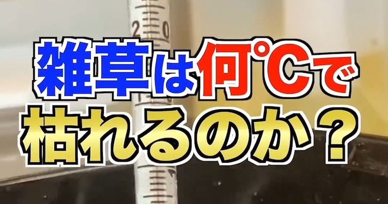雑草は何度の熱湯で枯れるか→検証すると…… 驚きの結果に「意外!」「今度からケトルで沸かしてかけてみます!」