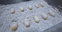 【画像】49日後を見る