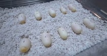 【動画】ふ化の様子
