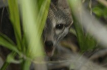 20年ぶりに生存確認――　絶滅も危惧された幻の生物“コスメル・ドワーフ・フォックス”の写真が初公開【海外】