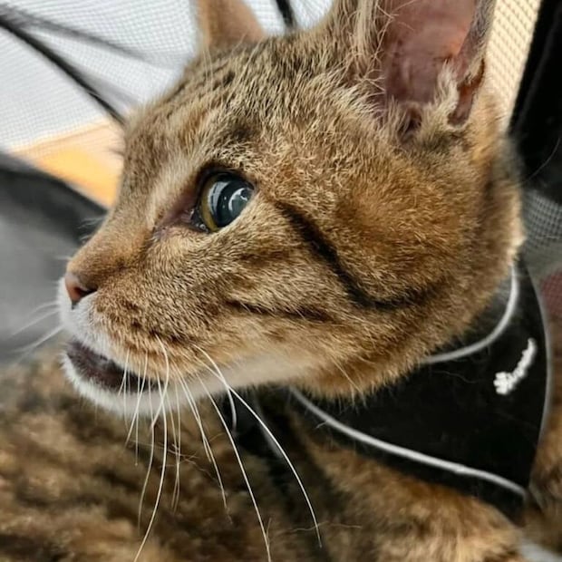 アゴがしゃくれている愛猫→レントゲンを撮ったら…… 衝撃の結果が95万表示「どゆこと!?」「すごい!!」