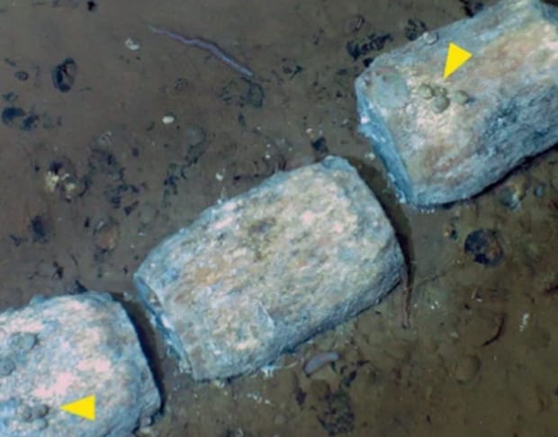 深海7000メートルに、1200キロにわたる“クジラの墓場”―― 530万年前の化石や新種の生物を確認【海外】