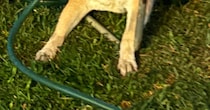 庭で遊んでいた柴犬→やけに静かだと思ったら……「何故」　とんでもない姿が94万表示　「どうやったらそうなる」「太ってないか確認」
