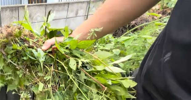 ひたすら引き抜いた雑草→まさかの活用法に「初めて見た」　毎年続けた成果「いいですねこれ」「素晴らしいです！」