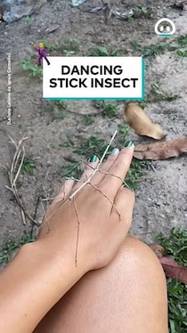 枝への擬態を得意とする昆虫・ナナフシの意外な一面とは……　陽気な行動に「彼はきっと太らない」「美しい」【海外】