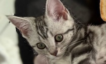 子猫が家族になって3日目……“まさかの姿”を見せ「かんわいいいいいいい」「ありえないww」「油断しすぎwww」