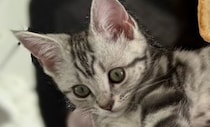 【画像】家に来て3日目の衝撃の子猫