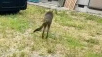 雑草ボーボーの庭にカンガルーを放つと……　驚きの光景に「レンタルしたい」「一気にオーストラリア」