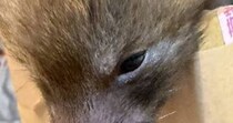 保護された幼い動物→犬？　タヌキ？　成長したら……　“予想外の正体”が340万表示　「わからんもんだなぁ」