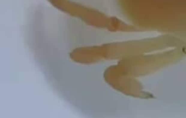 水族館の貯水タンクを掃除→中から出てきたのは……　驚きの“おいしそうな生き物”に「チーズ蒸しパンに見える」「パンケーキだ、かわいい！」