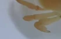 水族館の貯水タンクを掃除→中から出てきたのは……　驚きの“おいしそうな生き物”に「チーズ蒸しパンに見える」「パンケーキだ、かわいい！」