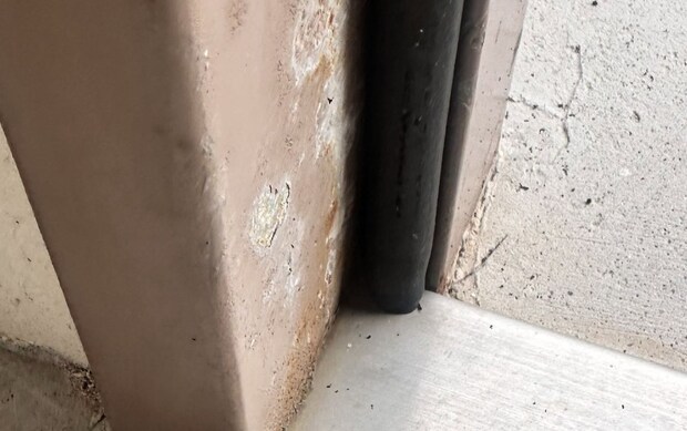 「Gとおもったら」床にいる黒い虫→よく見ると…… まさかの正体に「これはドキッ」「こっちの方がビビる」