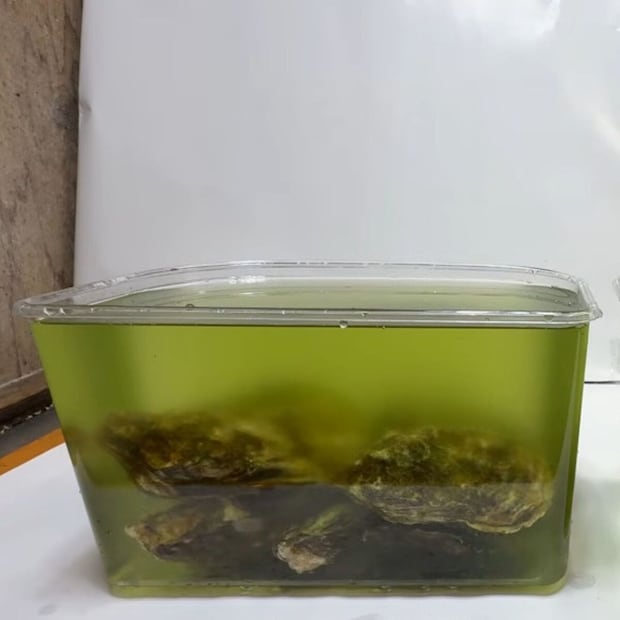 カキ7個を“濁った水”に入れたら、3時間後…… 目を疑う光景に「えっヤバくない?」「短時間でこんなに……」