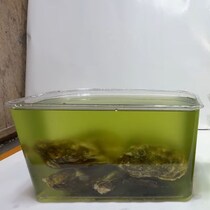 カキ7個を“濁った水”に入れたら、3時間後……　目を疑う光景に「えっヤバくない？」「短時間でこんなに……」
