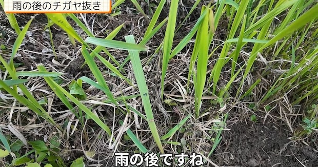 最恐雑草・チガヤ→雨の次の日に抜くだけで…… 「おもしろい」「この方法でやれば確実」目からウロコな光景が話題