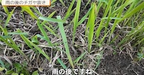 最恐雑草・チガヤ→雨の次の日に抜くだけで……　「おもしろい」「この方法でやれば確実」目からウロコな光景が話題