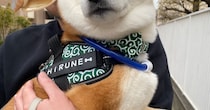 散歩中、少女に「見て！あのわんちゃん優しそう」と言われた柴犬→納得の表情に「間違いない」「この上ない褒め言葉ですね」