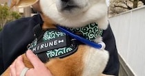 【画像】優しそうな柴犬（全身を見る）