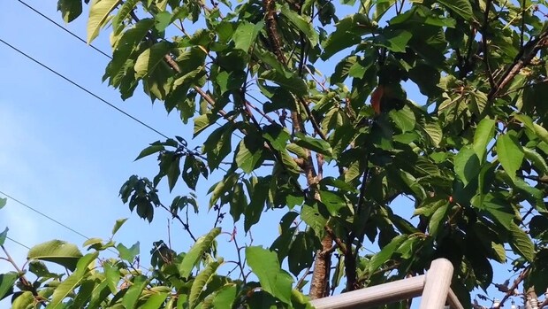 母親がスーパーで買ったアメリカンチェリー→種を植えて10年後…… “現在の姿”に「すごーーーい」「夢がありますね!」
