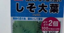 ダイソーのシソの種→ペットボトルで育てたら、112日後……　驚きの光景が176万再生「こんなに!!」「シソに見えない」