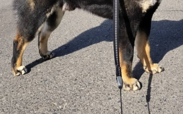 ←散歩中、「カッコいい！」と言われた犬　「かわいい」と言われた犬→　リアクションが完璧すぎる姿に「最高ですね」