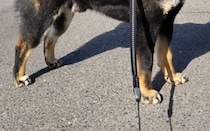 ←散歩中、「カッコいい！」と言われた犬　「かわいい」と言われた犬→　リアクションが完璧すぎる姿に「最高ですね」