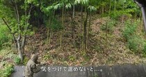 【動画】雨の日の竹林整備