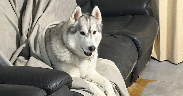テラスで寝ていた愛犬→目を覚ますと…… くっきり残った“まさかの痕跡”が350万表示「見事な犬拓」「跡がすごい!」