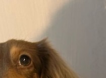 ダイソーで買ったペット用ベッド→愛犬を寝かせたら……「うわああああ」　まさかの光景が109万表示「ダイソーに急げ!!!」「ほしいほしいほしい！」