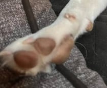 散歩中、ご婦人に「綺麗な子！高かったでしょう？」と言われた犬→実は……　驚きの姿に「良かったねぇ」「顔がすべてを物語ってる」