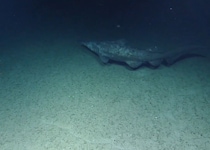 深海で初めて撮影された“謎多きサメ”――　中部太平洋で“生きた化石”「ゴブリンシャーク」を観測　従来の分布範囲を大きく更新か【海外】