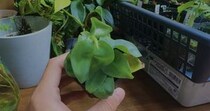 【画像】記事を読む