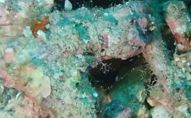 海で見つけた黄色い魚→ダイバーが会いに行くと……　まさかの行動に「スポンジボブに出てくる魚」「勝手に撮らないでもらえます？？」