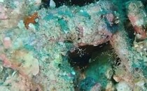 【画像】ダイバーを見た魚の反応