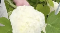 6月に摘んだあじさい→半紙で包んでトイレにつるすと……　“驚きの効果”に「初めて知りました」「今年こそはやりたい」