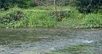 川辺に遊びに行ってみたら……　一列に並ぶ“まさかの生き物”に「初めて見ました」「おとぎ話の世界っ」